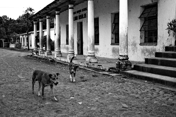 Antigua Strassenhunde