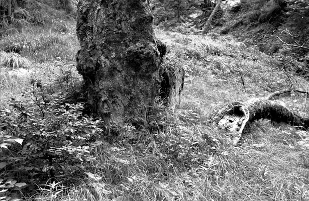 Natur 09