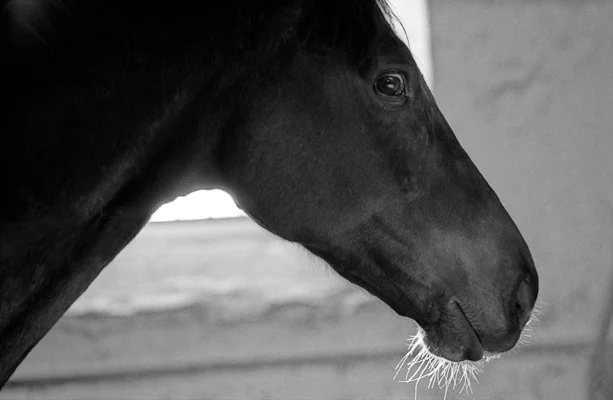 Horse head in backlight